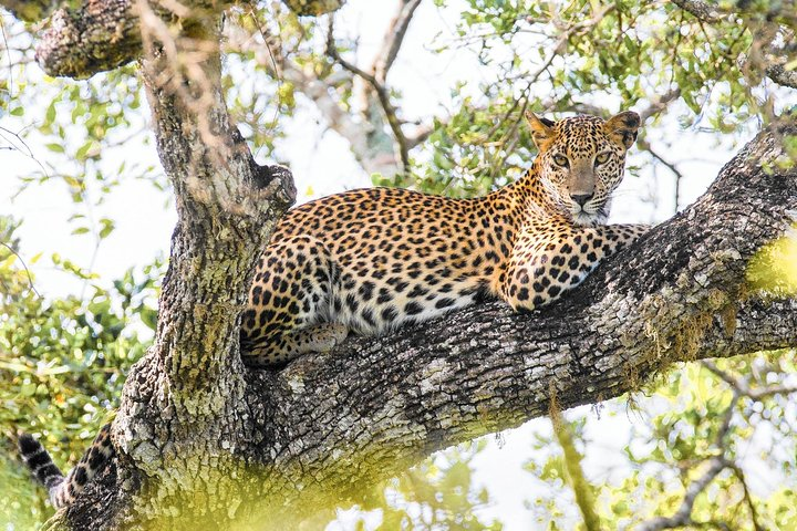 Wilpattu National Park Safari with Naturalist - Photo 1 of 10